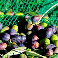 Olivenernte 2015 – grünes Gold & lahme Arme