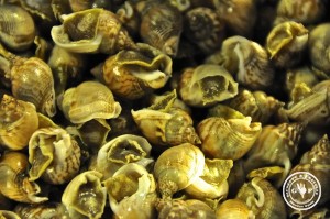 schneckenvolk galerie