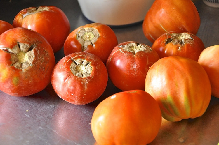 9_echte Tomaten
