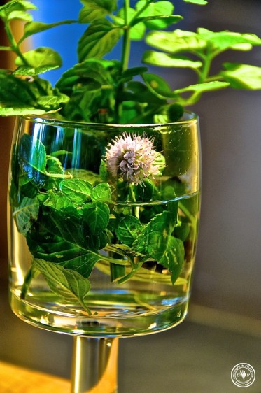 vorfertig frische minze