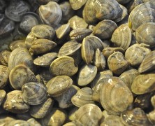 Heute reden wir Klartext