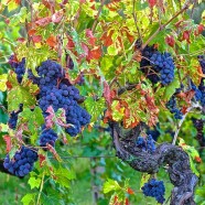 Hol dir dein G&F-Gourmetpaket!