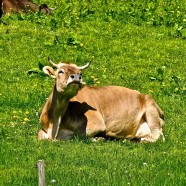 Allgäubilderbuch – Alle reden über das Wetter…