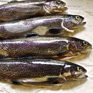 Die schöne Müllerin