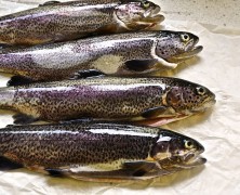 Die schöne Müllerin