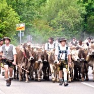 Viehscheid im Allgäu – Zum Überwintern zurück ins Tal