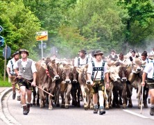 Viehscheid im Allgäu – Zum Überwintern zurück ins Tal